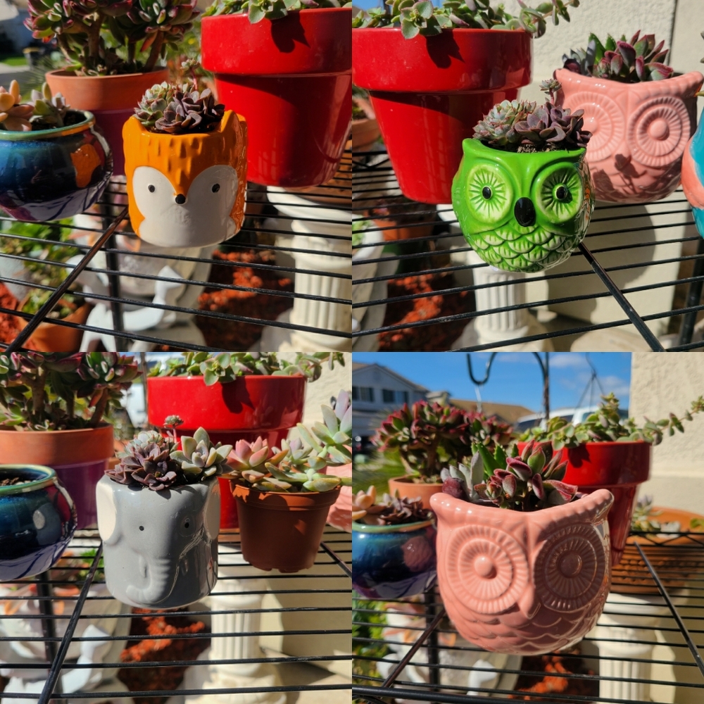 New Mini owl ceramic planter/pot